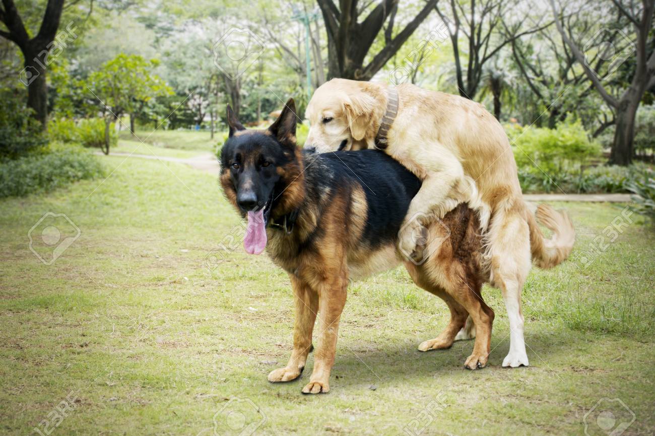 mating german shepherd dogs