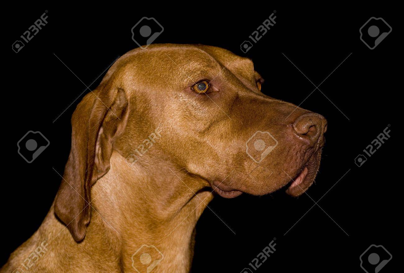Portrait Of A Watchful Short Haired Hungarian Vizsla Stock Photo