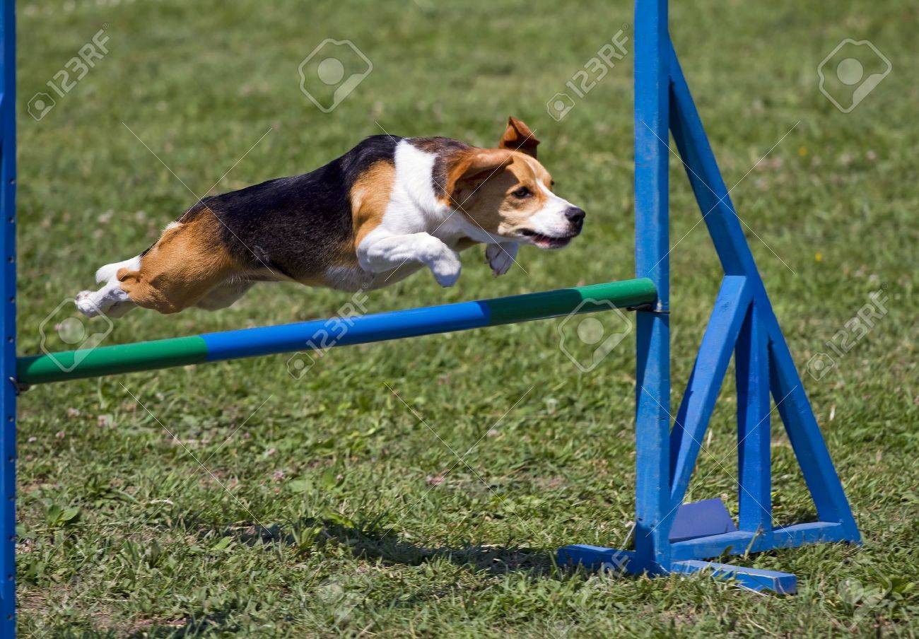 Beagle Bitch Exercising In An Agility Competition Stock Photo Picture And Royalty Free Image Image 14241709