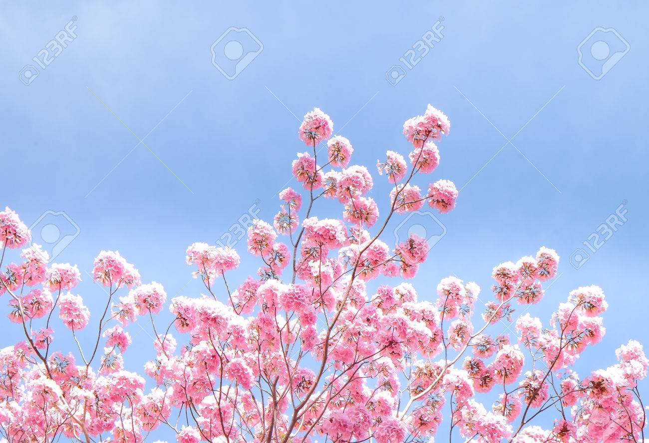Pantip pink flowers.Pink tabebuya flower. Blooming at the wild..