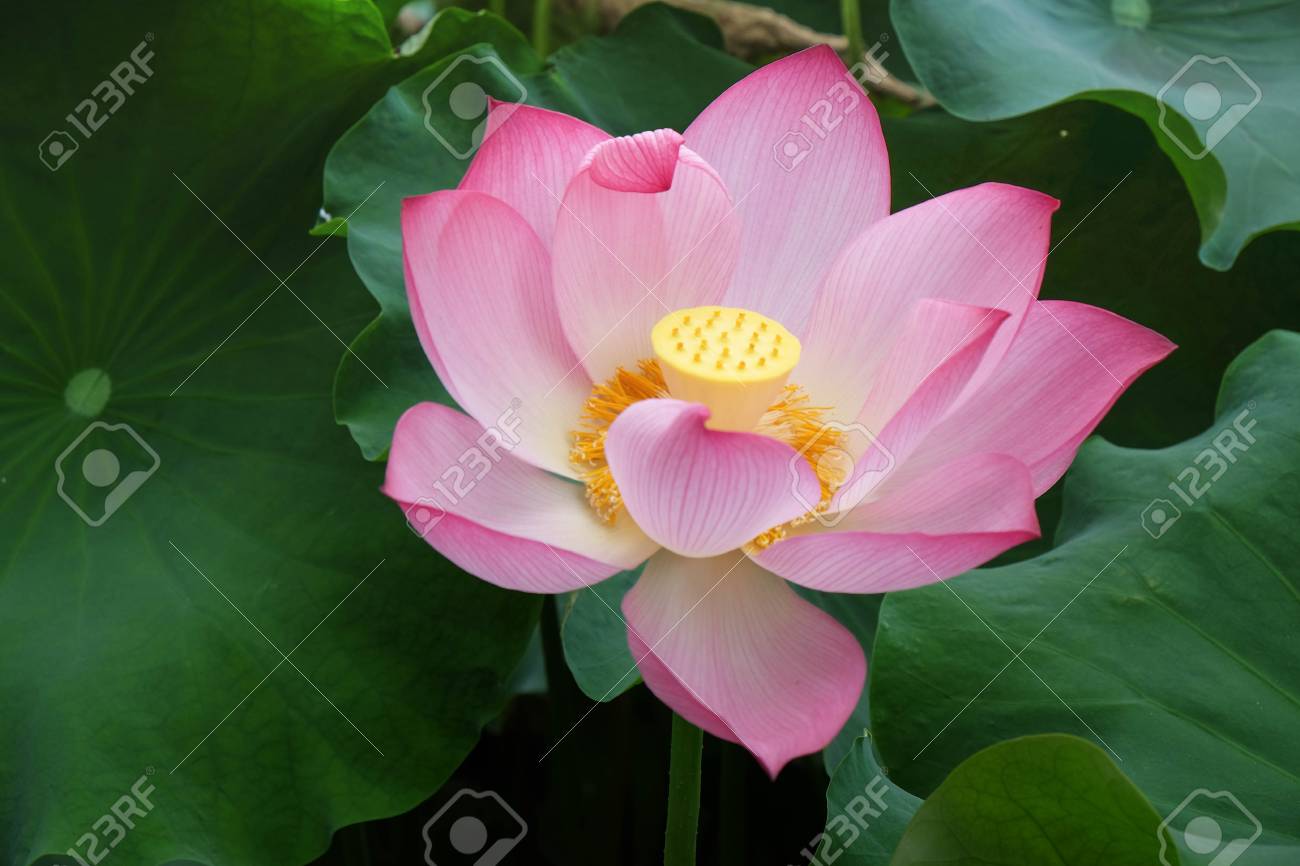 Cette Belle Fleur De Lotus Rose Est Riche En Couleurs De La Grande Feuille Verte Cest Une Belle Image Pour Le Fond Et Le Fond Décran Et Cest Un