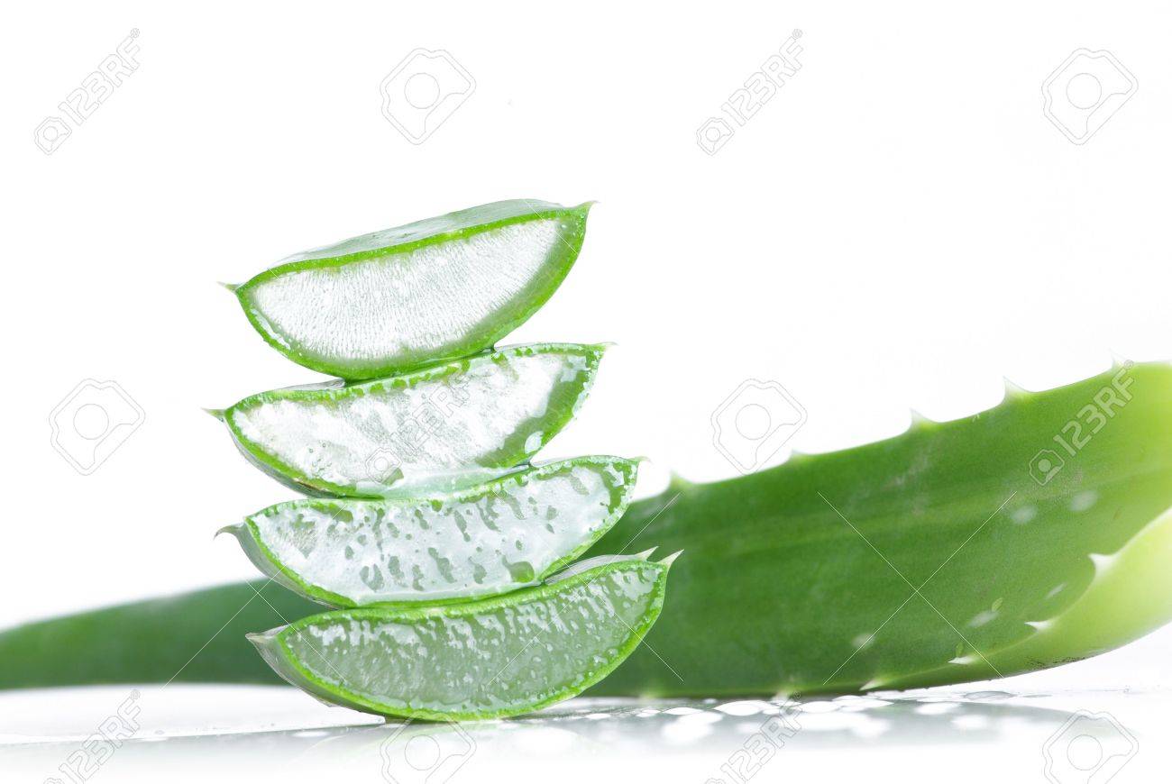 Fresh Leaves Of Aloe Vera Plant Isolated On White Stock Photo Picture And Royalty Free Image Image