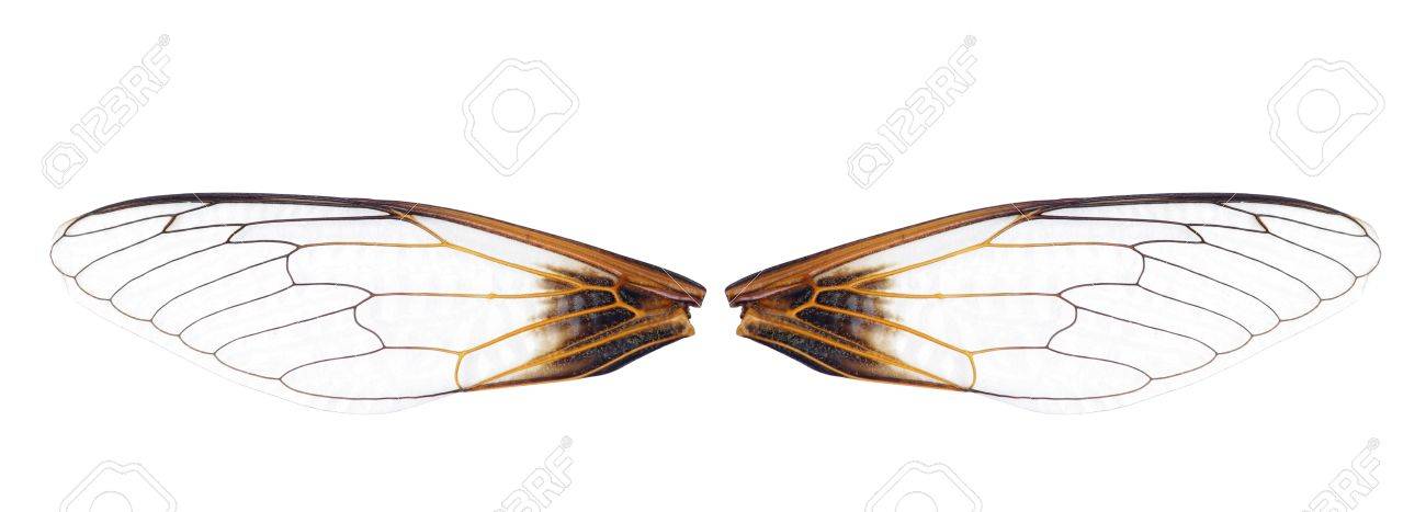白い背景に蝉の羽のペアのクローズ アップ の写真素材 画像素材 Image