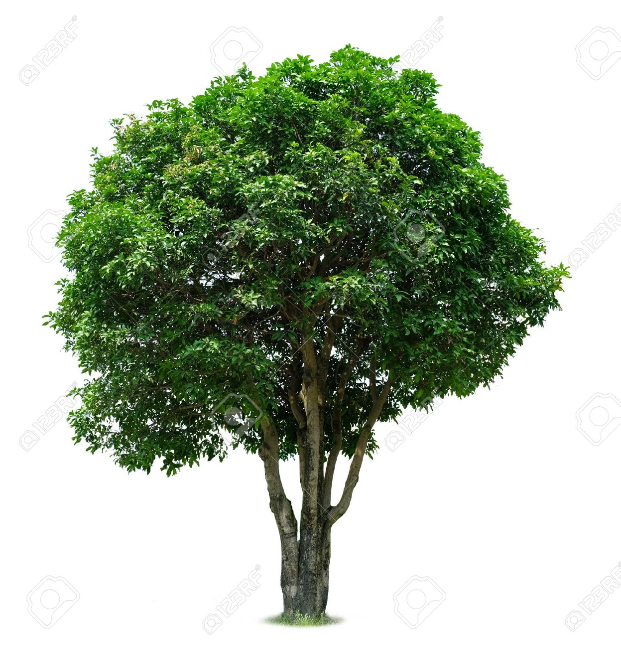 Mango Tree Stock Photo, Picture And Royalty Free Image. Image ...