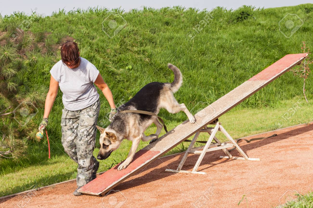 Germany Shepperd Dog Trained By Handler On Agility Dog Sport Dog Runs On Teetertoter Swing Down The Dog Walk Trainer Runs Near In Camouflage Wear Outdoor Sunny Day Stock Photo Picture And