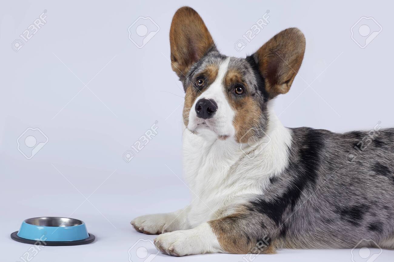 grey corgi