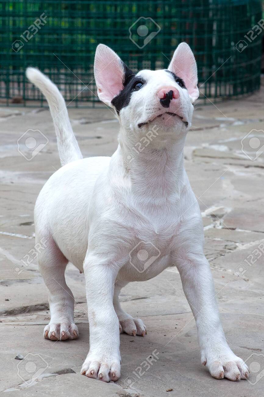 Best dogs of this breed are white with black spots Discount