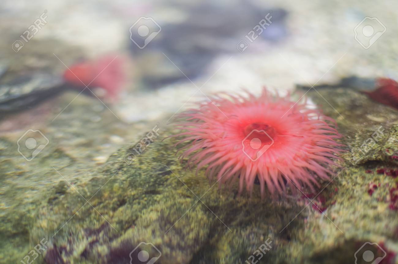 岩の上に小さなピンク ウメボシイソギンチャク の写真素材 画像素材 Image 4367