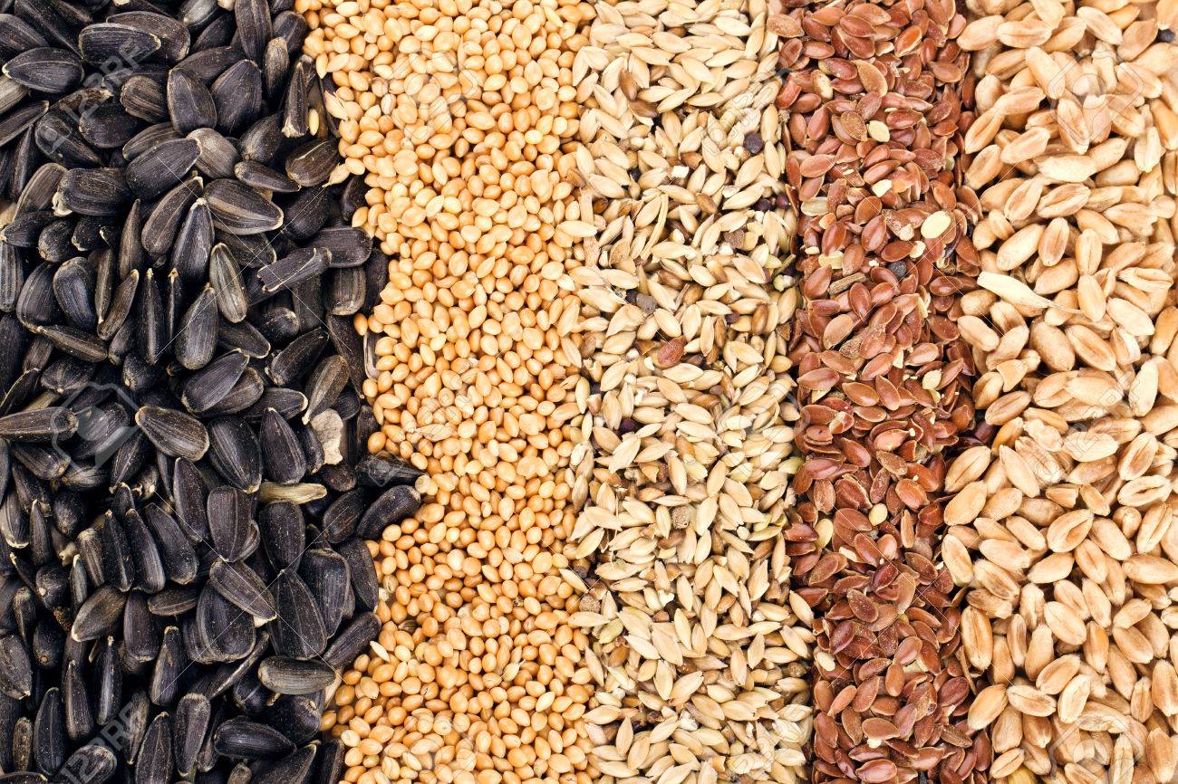 穀物や種子ライ麦 小麦 大麦 オーツ麦 ひまわり 亜麻 の写真素材 画像素材 Image