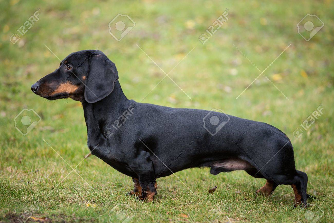 pure dachshund