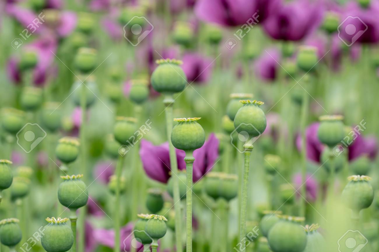 green opium poppy capsules purple poppy blossoms in a field