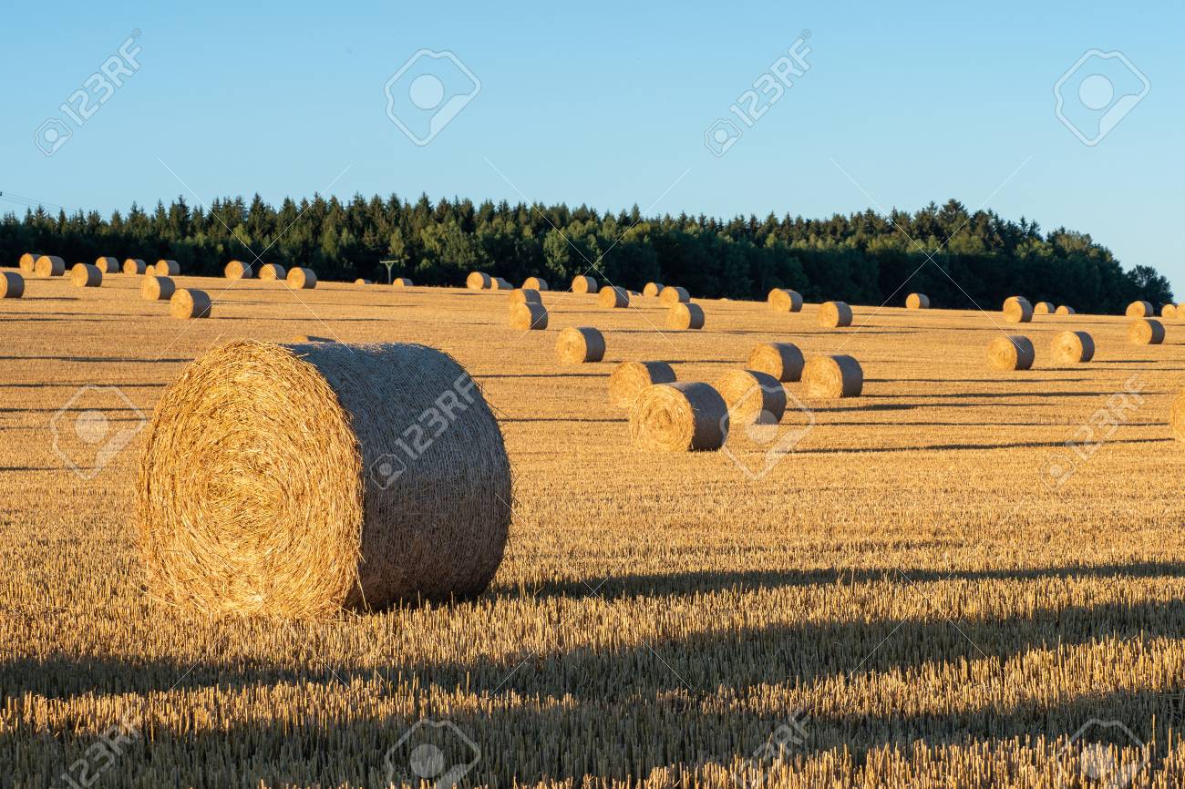 Hay Bales On The Field After Harvest Agricultural Field Hay Stock Photo Picture And Royalty Free Image Image