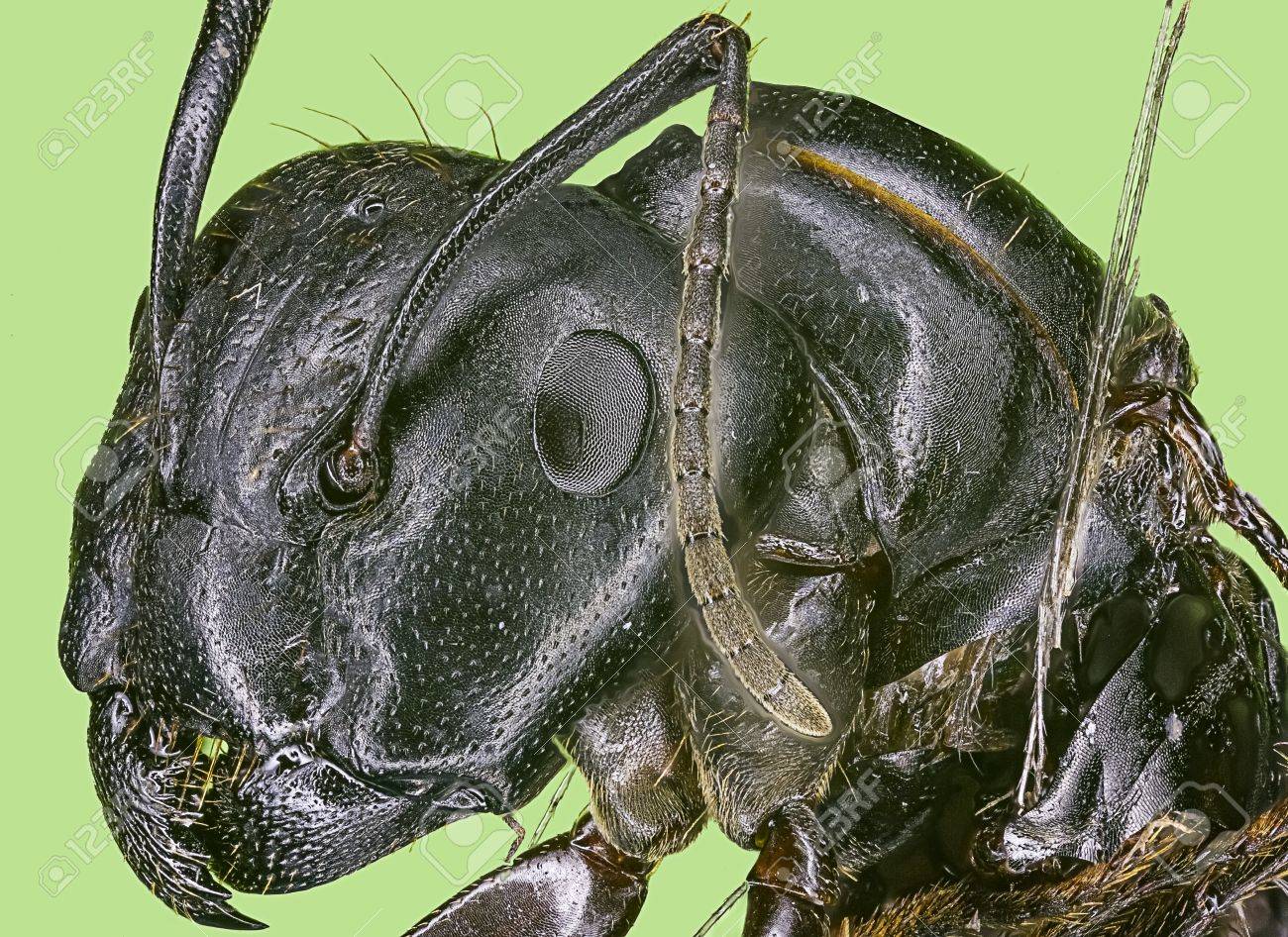 極端なマクロ女王大工アリ オオアリ属 Pennsylvanicus の写真素材 画像素材 Image 極端なマクロ女王大工アリ オオアリ属 Pennsylvanicus の写真素材 画像素材 Image