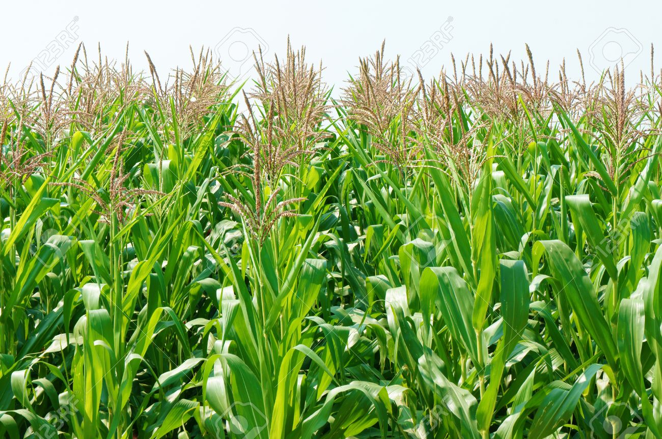 Viietnamese Agricultural Field At Daklak, Vietnam, Vast Maize ...
