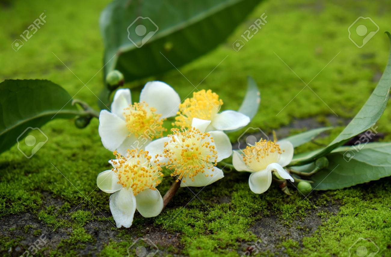 茶葉とお茶の花緑の背景 自然から抽象緑の苔純粋な白い花がとても素敵 の写真素材 画像素材 Image