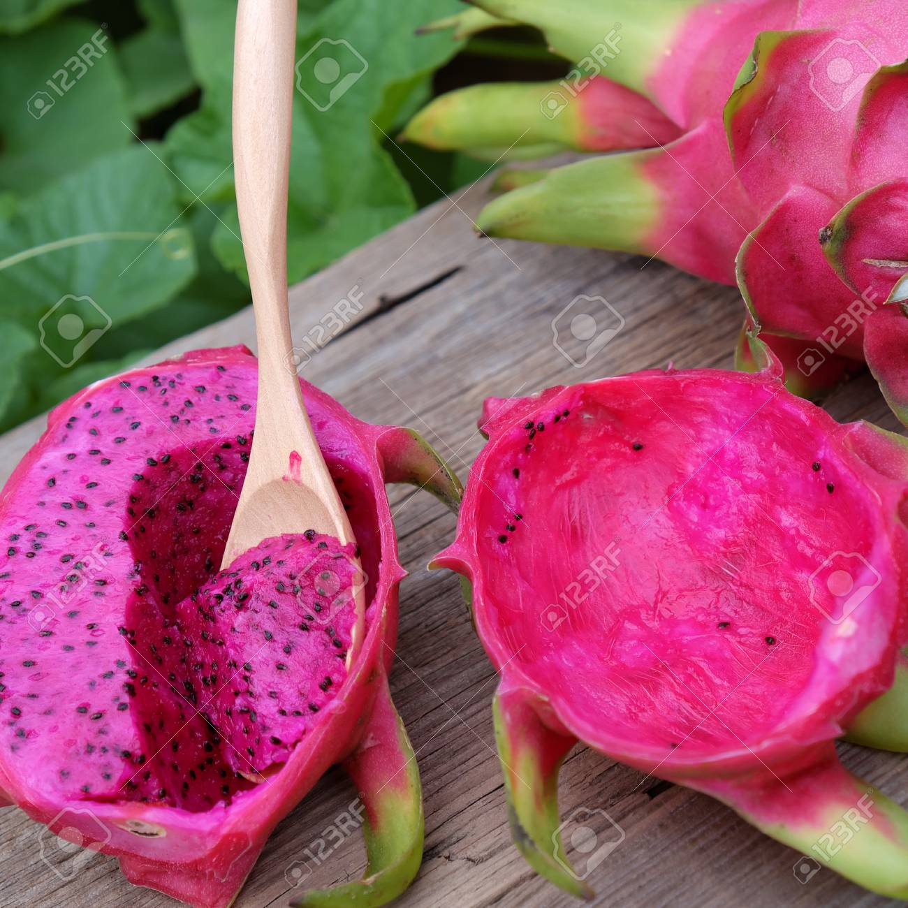 eating dragon fruit a tropical fruits vietnam agriculture product