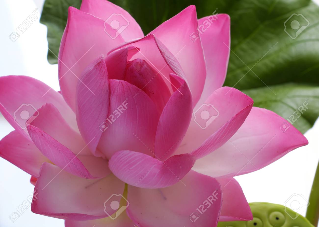Fleur Artificielle Fleur De Lotus En Argile à La Main Avec Feuille Verte Et Pétale De Rose Produit Dart Diy Pour La Décoration Intérieure Gros
