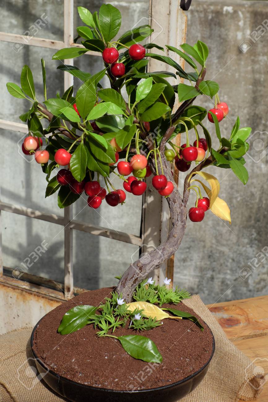 Cerezo Con La Fruta Roja Madura Hacen De La Arcilla, Bonsai Árbol Hecho A  Mano Para La Decoración Del Hogar En Vietnam, Hermosas Obras De Arte Para  La Primavera Fotos, retratos, imágenes
