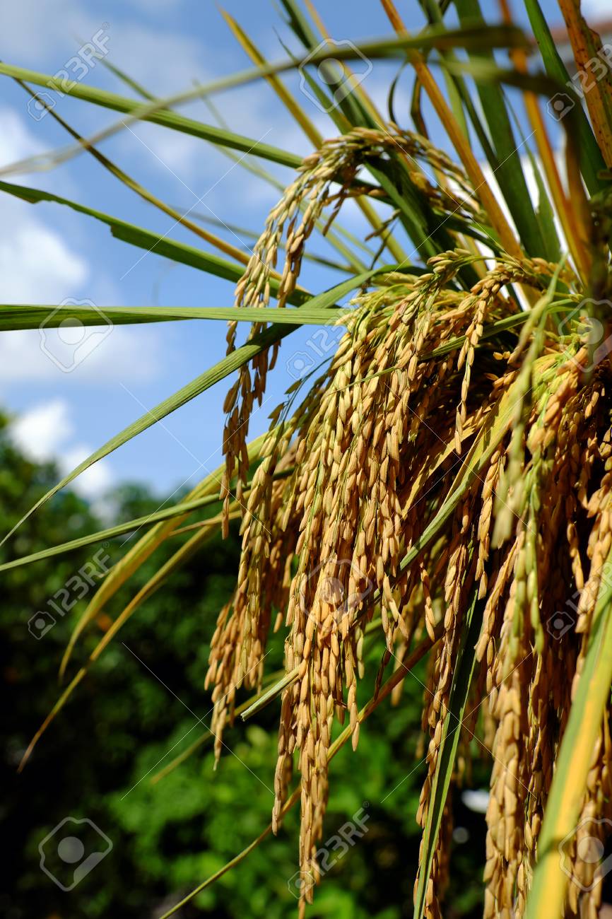 緑の背景 黄色で稲の束 穀物のバスケットの水稲穀物と稲種子のクローズ アップ の写真素材 画像素材 Image
