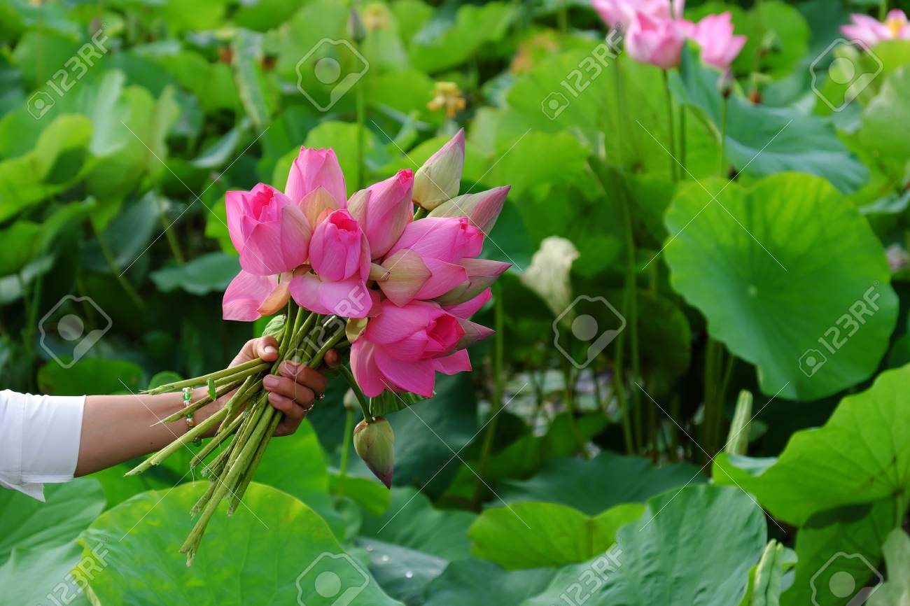 lotus flower charleston choice image flower wallpaper hd