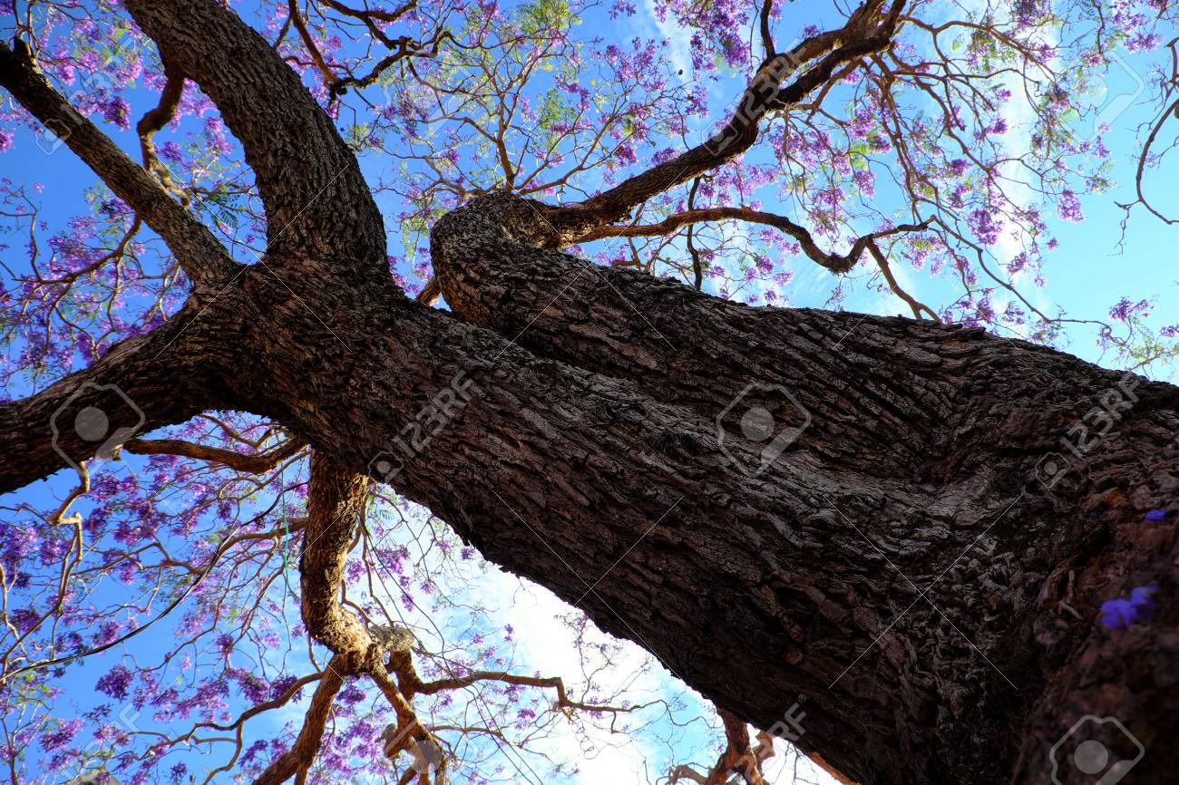 Impression Et Forme étrange De Branche De Vue De La Cime Des Arbres En Fleur Violette En Fleurs Bleu Sur Le Ciel Bleu Photographié Dans La Nature De