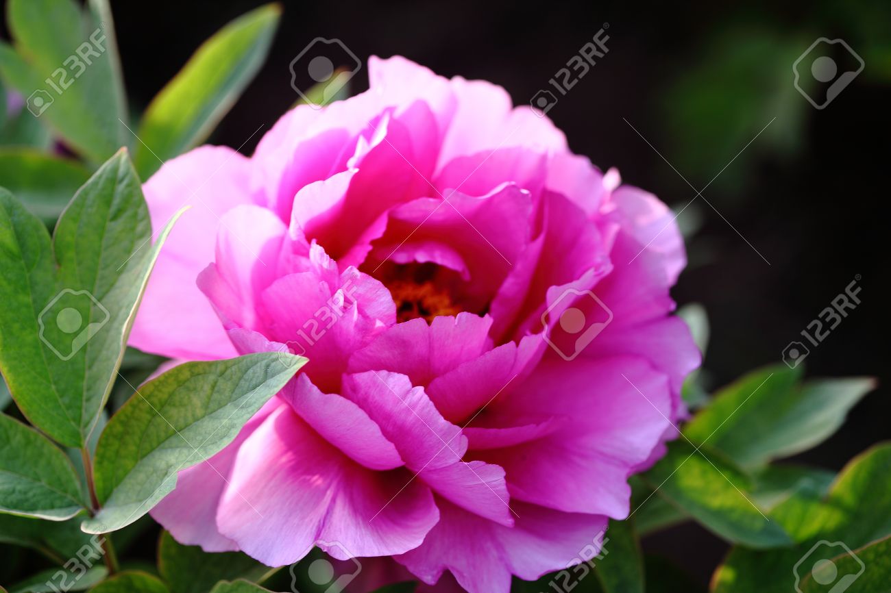 China S National Flower Peony It Is Symbolizing Status Riches And Honor Lofty Authority Stock Photo Picture And Royalty Free Image Image 9386350