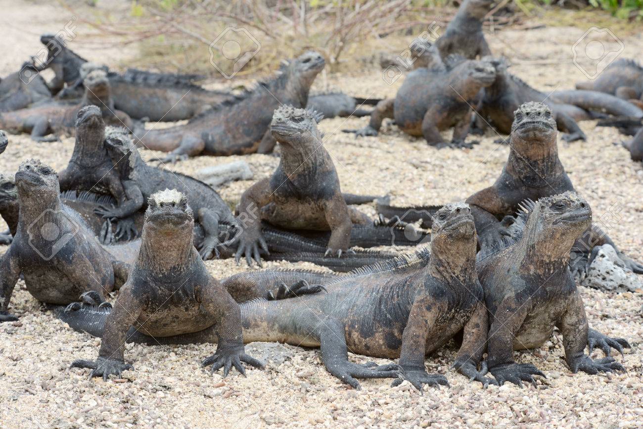ガラパゴス諸島海洋イグアナ Amblyrhynchus 郷 は ガラパゴス モダンなトカゲの中でユニークなライブと海洋爬虫類となって海の牧草にのみ位置するイグアナです イサベラ島 ガラパゴス諸島 エクアドル の写真素材 画像素材 Image ガラパゴス諸島海洋イグアナ Amblyrhynchus 郷 は ガラパゴス モダンなトカゲの中でユニークなライブと海洋爬虫類となって海の牧草にのみ位置するイグアナです イサベラ島 ガラパゴス諸島 エクアドル の写真素材 画像素材 Image