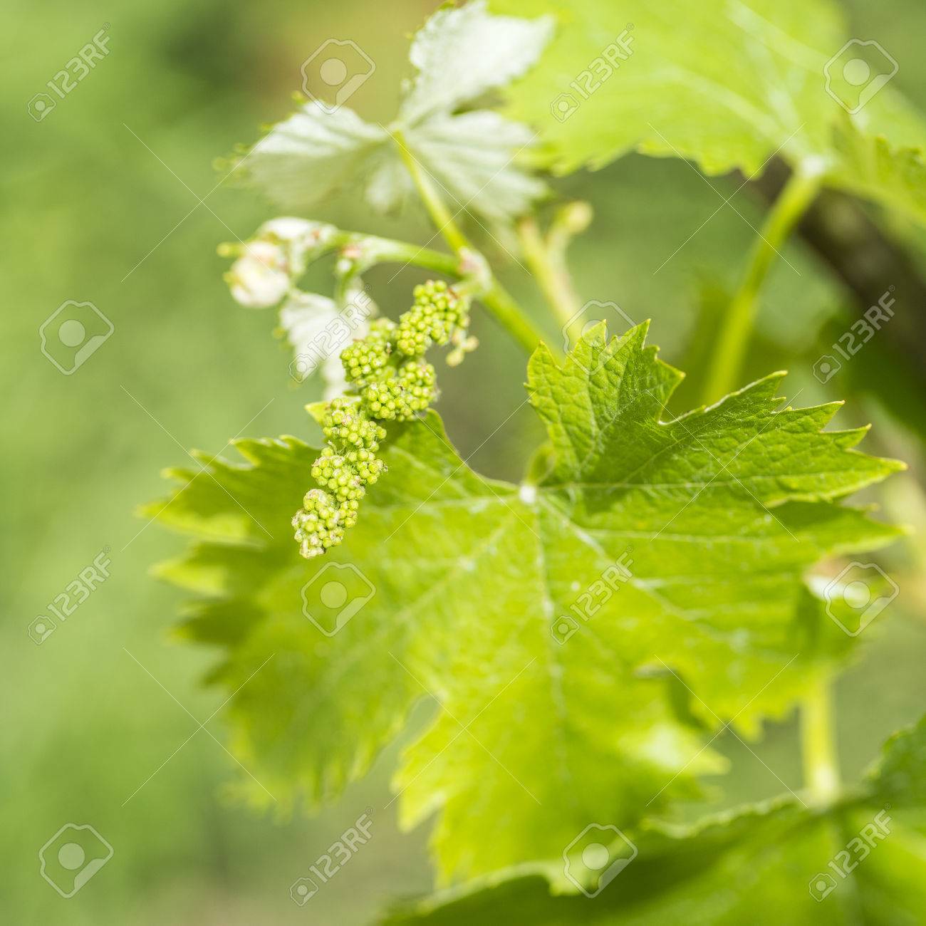 La Transformacion De La Flor De La Vid En Una Baya De La Uva En El Hemisferio Norte Esto Se Lleva A Cabo En Mayo Y En El Hemisferio Sur En Noviembre