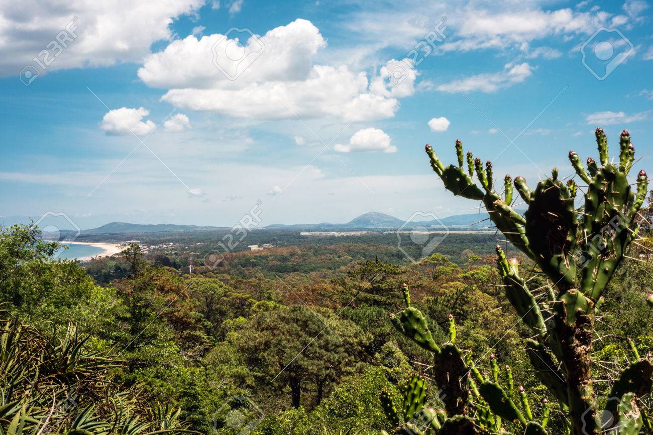 Famoso Arboretum Lussich Parque Botánico Y La Playa De Solana, En Punta Del  Este, Departamento De Maldonado Uruguay Fotos, retratos, imágenes y  fotografía de archivo libres de derecho. Image 66956340