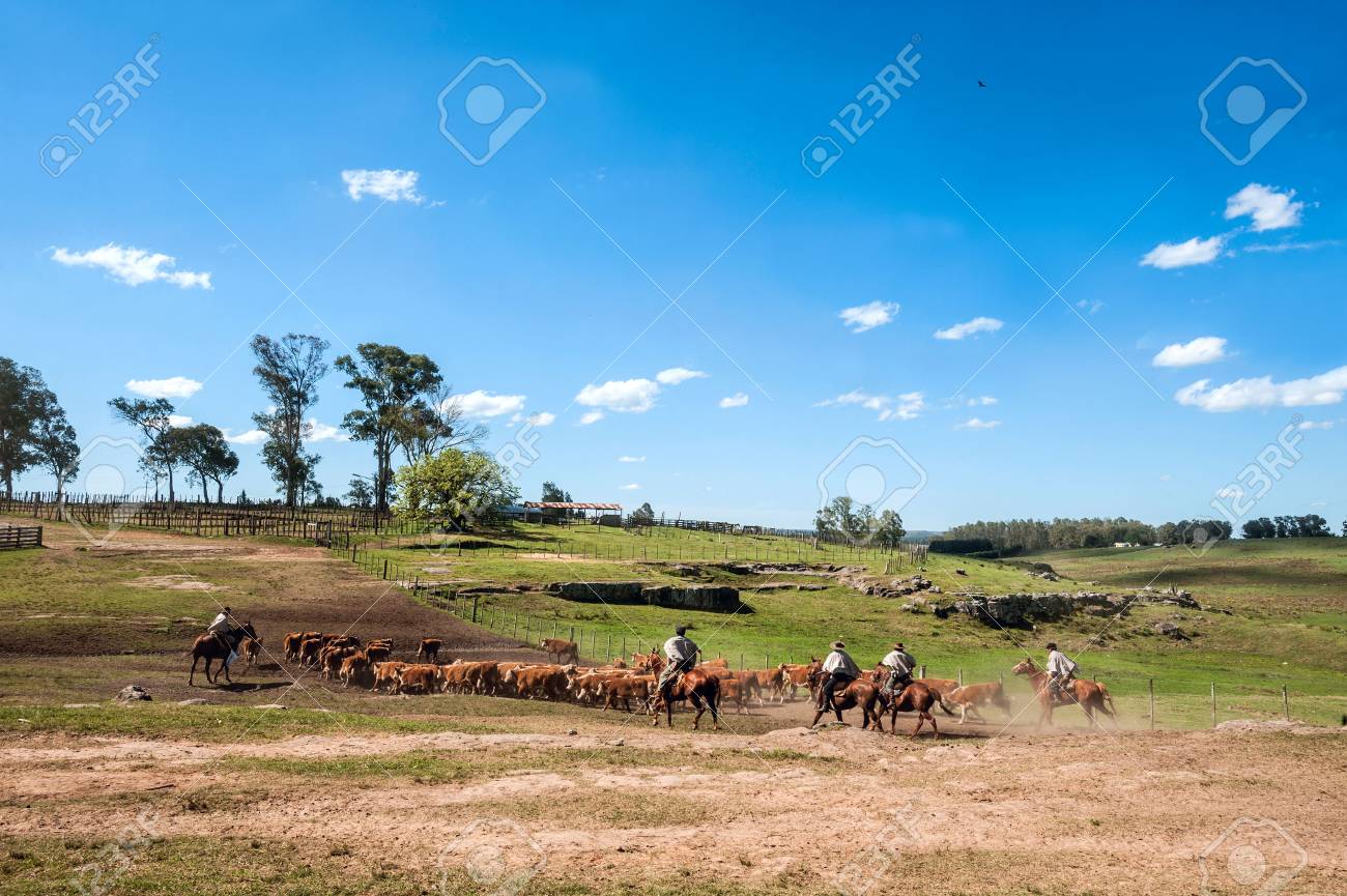 Tacuarembo, Uruguay - October 25, 2012: Gauchos (South American cowboys) collect the herd and drive it into the corral. Gaucho is a resident o the South American pampas - 81913484 Tacuarembo, Uruguay - October 25, 2012: Gauchos (South American cowboys) collect the herd and drive it into the corral. Gaucho is a resident o the South American pampas - 81913484