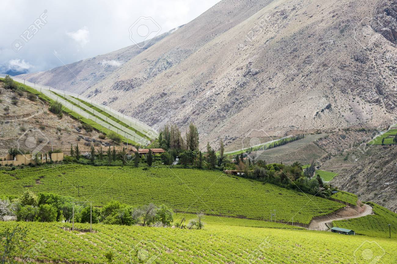 Spring Vineyard. Elqui Valley, Andes part of Atacama Desert in the Coquimbo region, Chile - 83604130 Spring Vineyard. Elqui Valley, Andes part of Atacama Desert in the Coquimbo region, Chile - 83604130