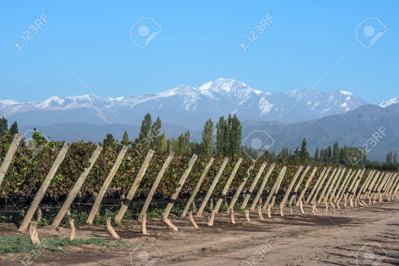Early morning in the late autumn: Volcano Aconcagua Cordillera and Vineyard. Andes mountain range, in the Argentine province of Mendoza - 84701518 Early morning in the late autumn: Volcano Aconcagua Cordillera and Vineyard. Andes mountain range, in the Argentine province of Mendoza - 84701518