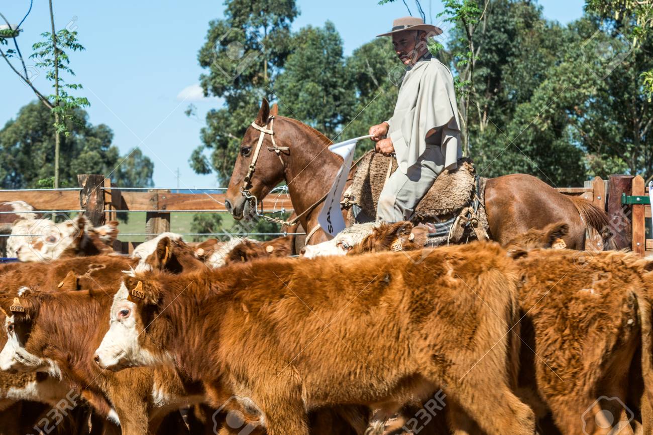 Tacuarembo, Uruguay - October 25, 2012: Gauchos (South American cowboys) collect the herd and drive it into the corral. Gaucho is a resident o the South American pampas - 94560867 Tacuarembo, Uruguay - October 25, 2012: Gauchos (South American cowboys) collect the herd and drive it into the corral. Gaucho is a resident o the South American pampas - 94560867