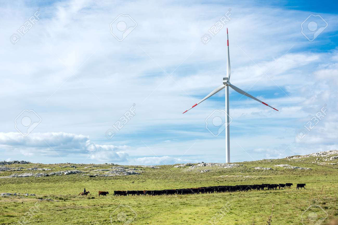 Aigua, Uruguay: Marth 31, 2017 - Gaucho herding cows near windmills on the Cerro Catedral in the Maldonado Department - 98390189 Aigua, Uruguay: Marth 31, 2017 - Gaucho herding cows near windmills on the Cerro Catedral in the Maldonado Department - 98390189