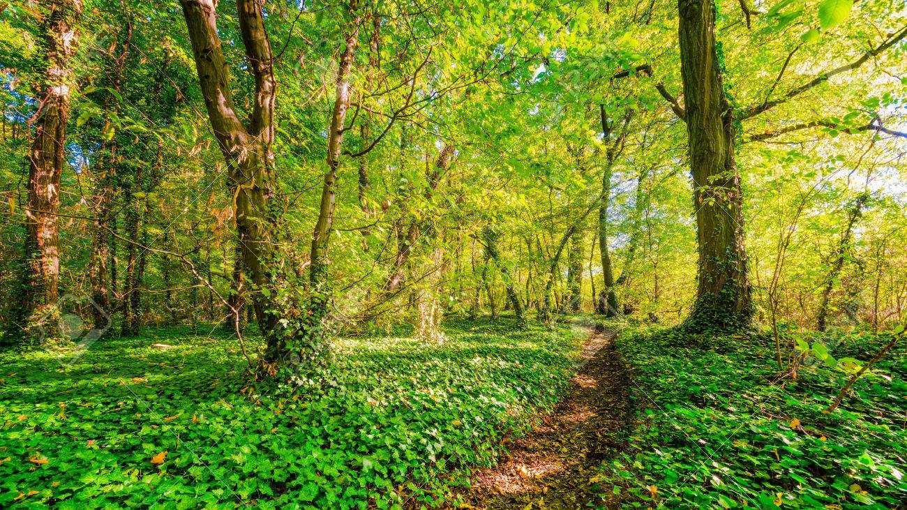森の小道の写真素材・画像素材 Image 54602300