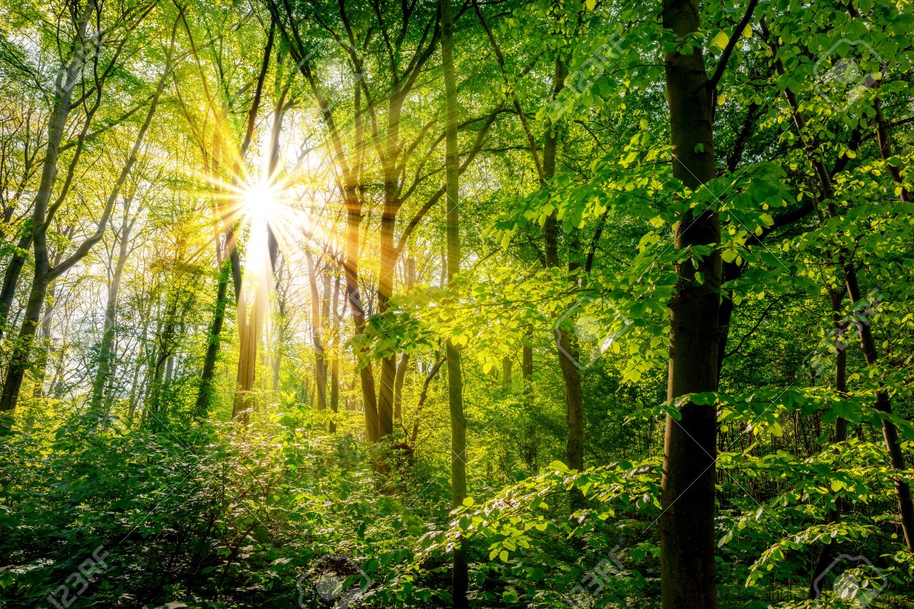 Wald Im Fruhling Mit Grunen Baumen Und Strahlender Sonne Zdjecia Royalty Free Obrazki Obrazy Oraz Fotografia Seryjna Image 80155349