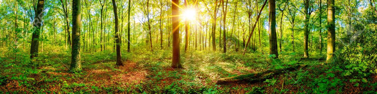Beautiful forest panorama in spring with bright sun shining through the trees - 121668243 Beautiful forest panorama in spring with bright sun shining through the trees - 121668243