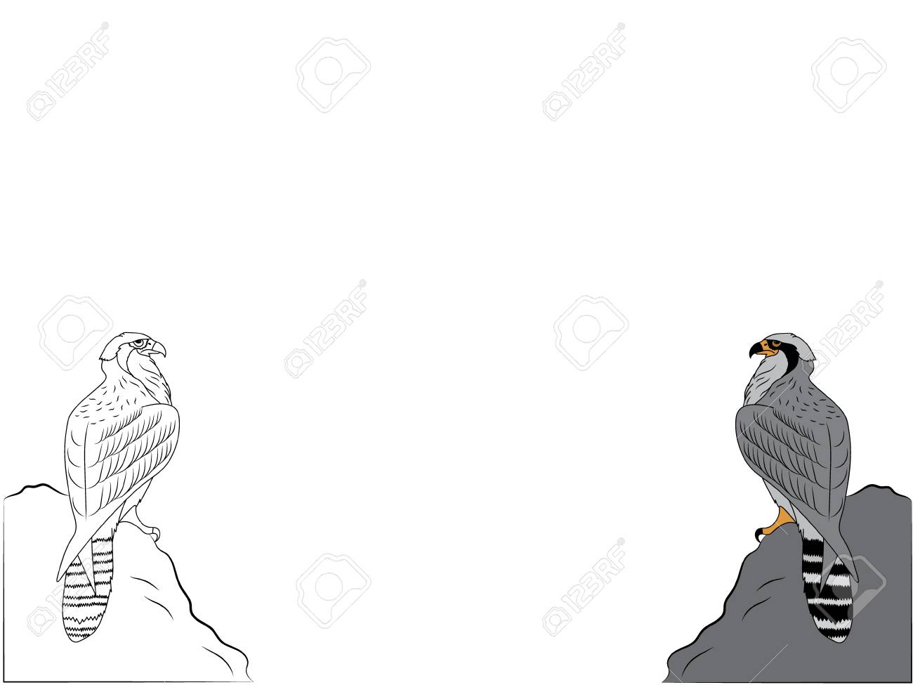 Digital Drawing Of Two Peregrine Falcons