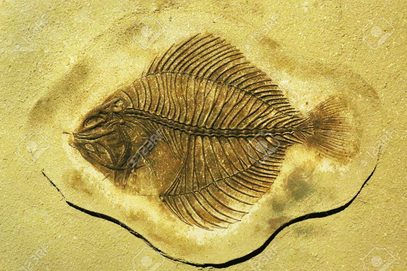 3D！魚類化石【Coccodus insignis】(crusher fish)