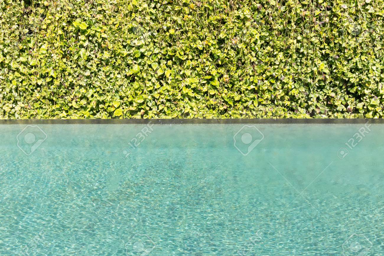 Mur De Vigne Fond Vert Feuille Avec Détail Deau Ridée Piscine Verte