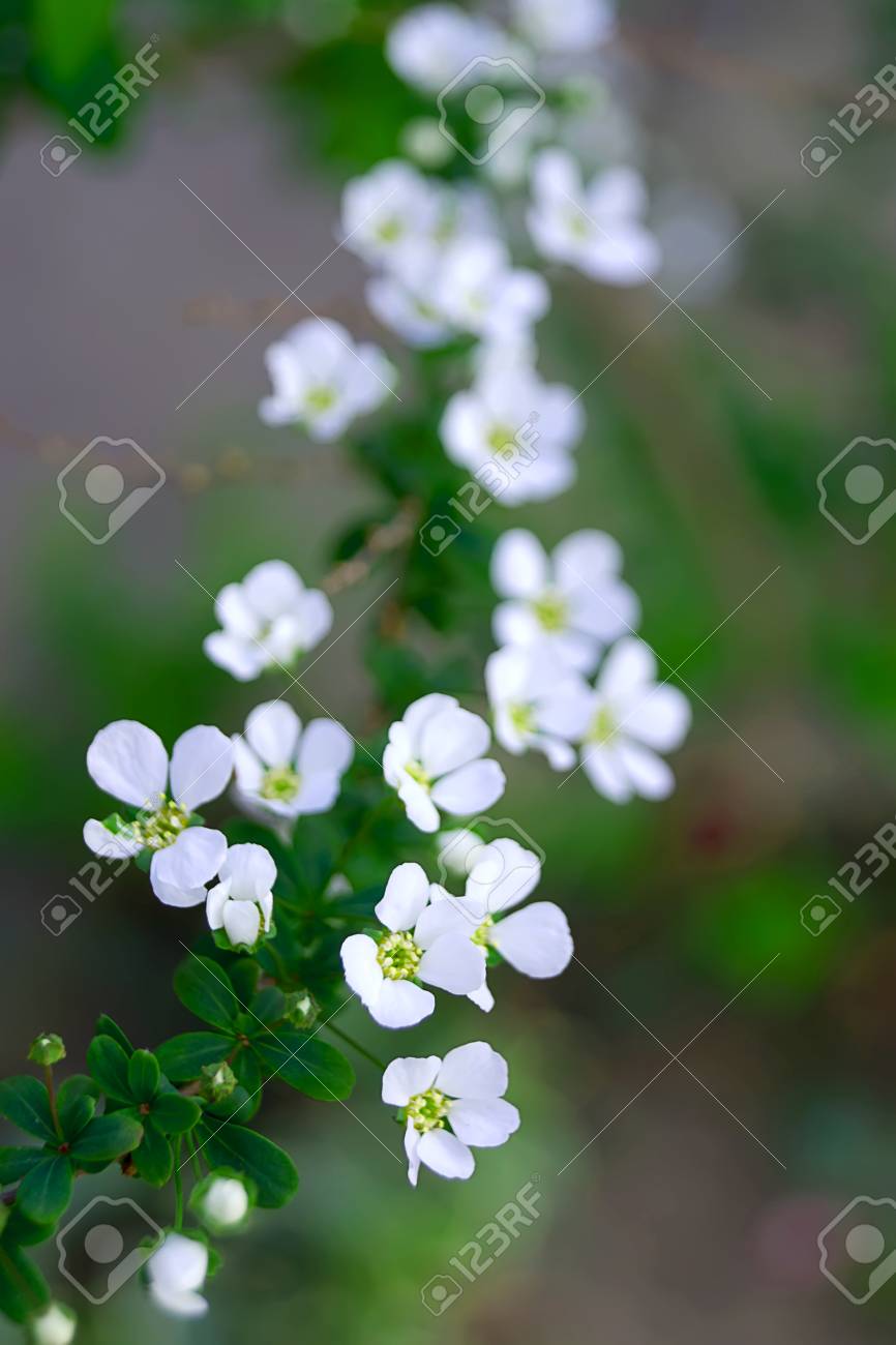 春に咲くシモツケの白い小さな花 の写真素材 画像素材 Image