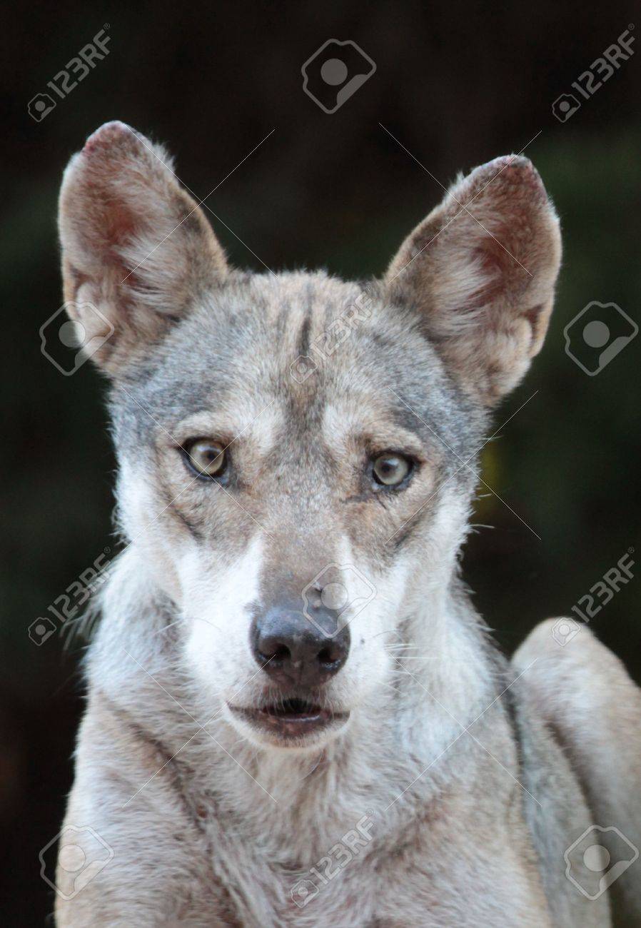 インドのオオカミ の写真素材 画像素材 Image