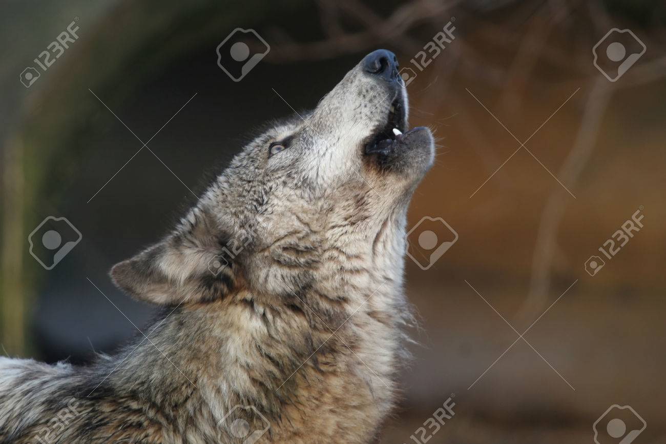 Howling wolf hi-res stock photography and images - Page 3 - Alamy