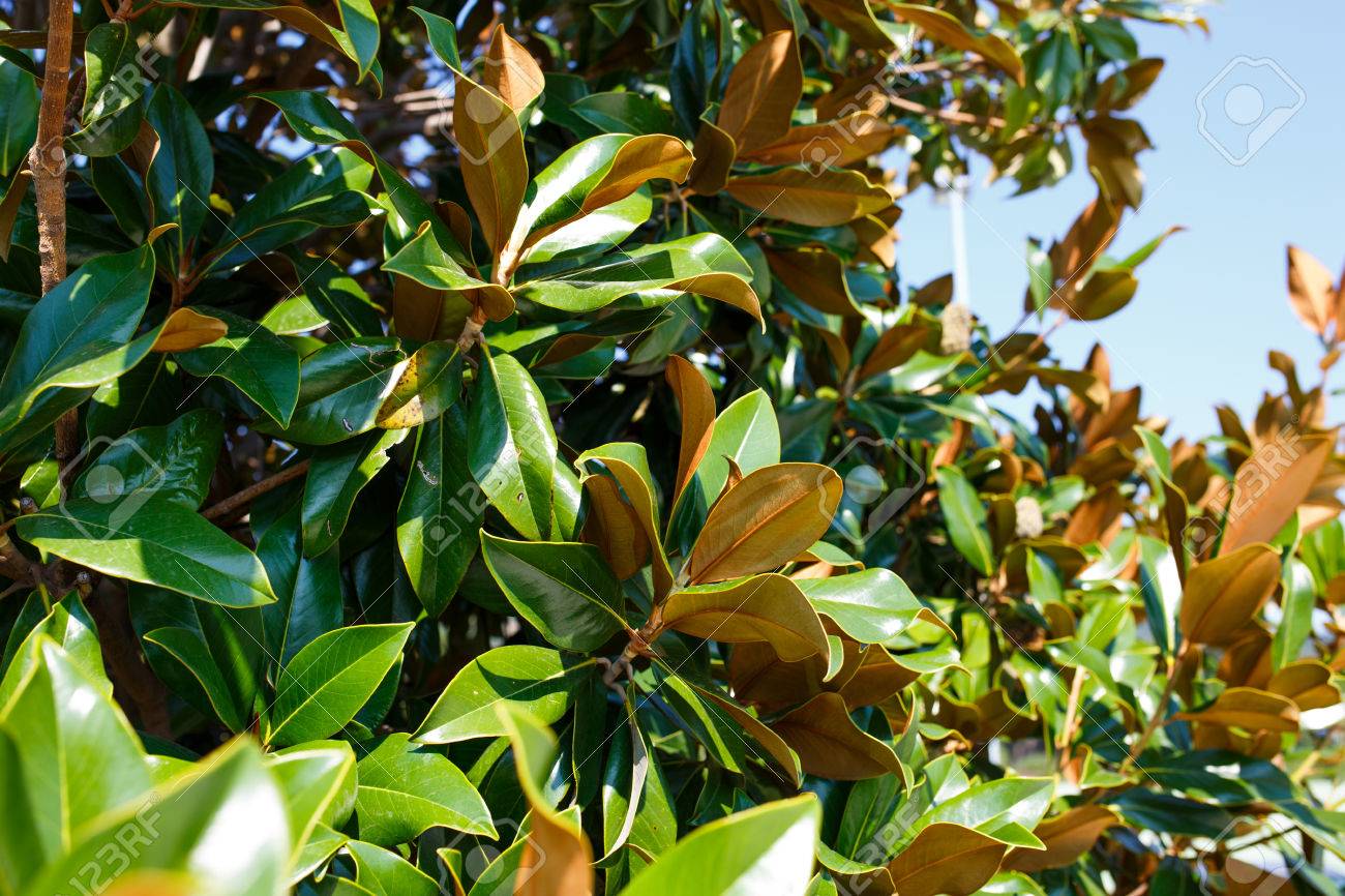 magnolia tree branches with leaves without flowers in autumn stock