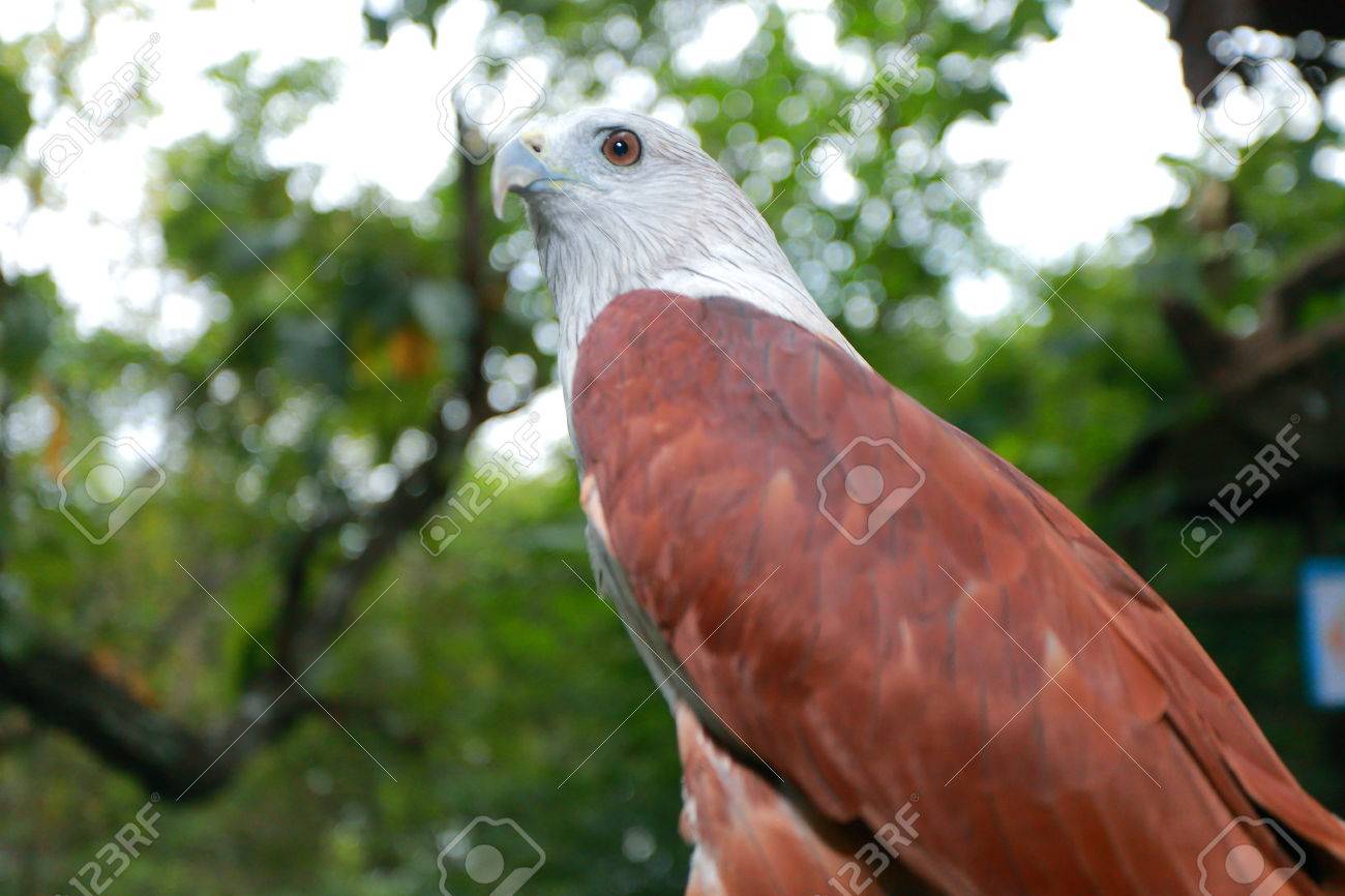 Red Hawk A Medium Sized Bird Of Prey In The Family Accipitridae Stock Photo Picture And Royalty Free Image Image