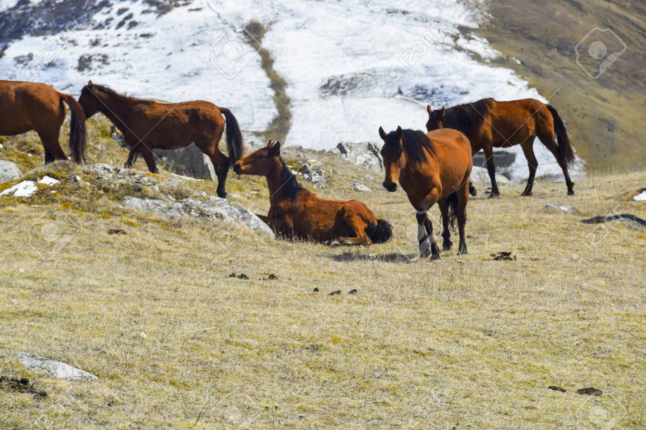 Wild Horses Go Through The Pass In The Spring In The Mountains Stock Photo Picture And Royalty Free Image Image 75221158