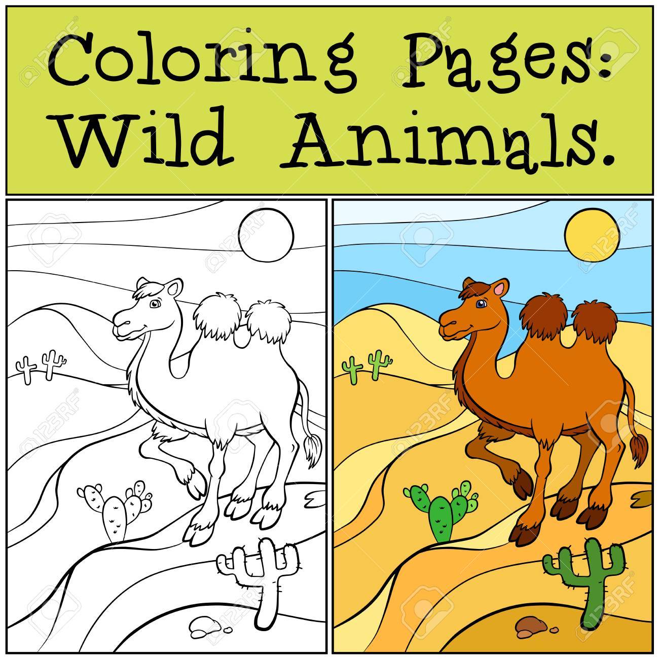 Paginas Para Colorear Animales Salvajes Camello Lindo Se