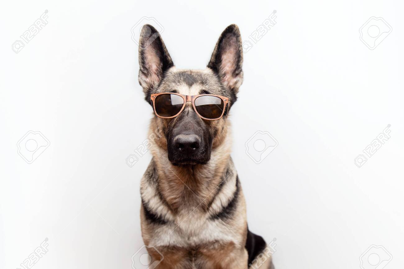 sunglasses for german shepherds