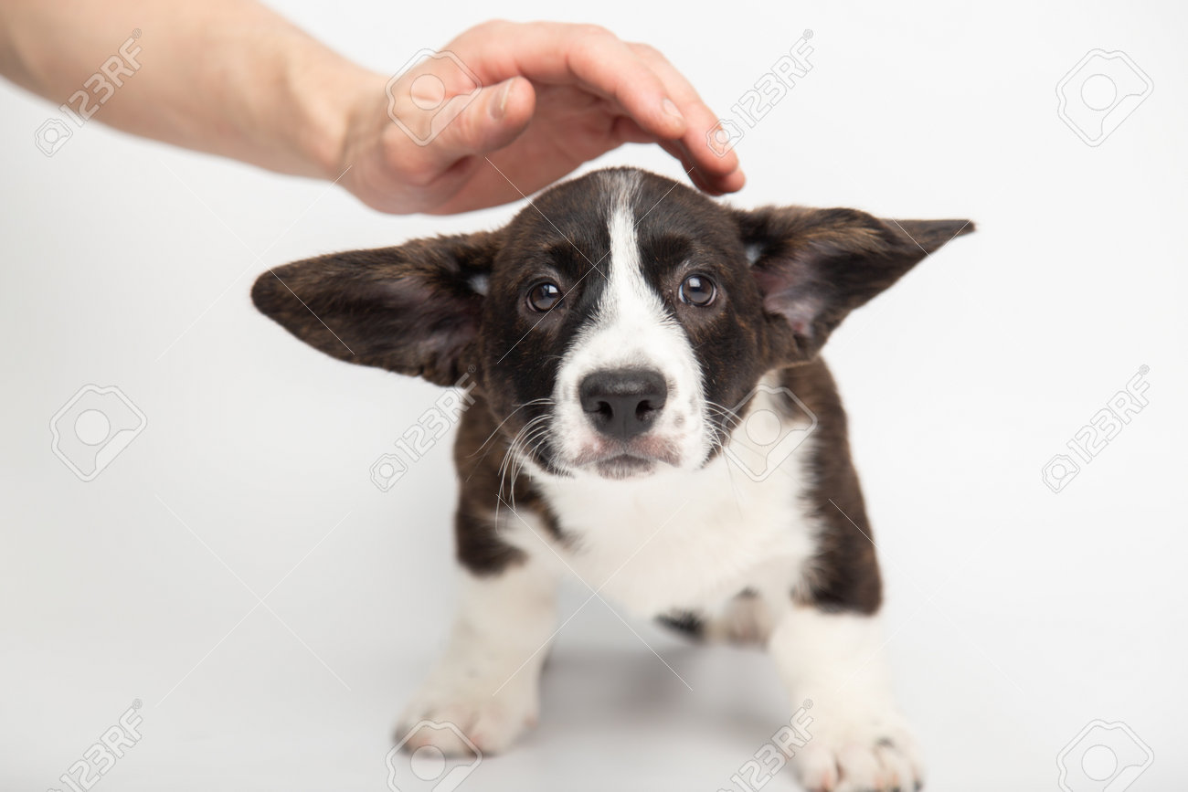 Mans Hand Strokes The Head Of A Confused Little Sad Welsh Corgi Cardigan  Puppy. Protection And Care Of Animals Concept. Stray Animals In Dog  Shelters Фотография, картинки, изображения и сток-фотография без роялти.