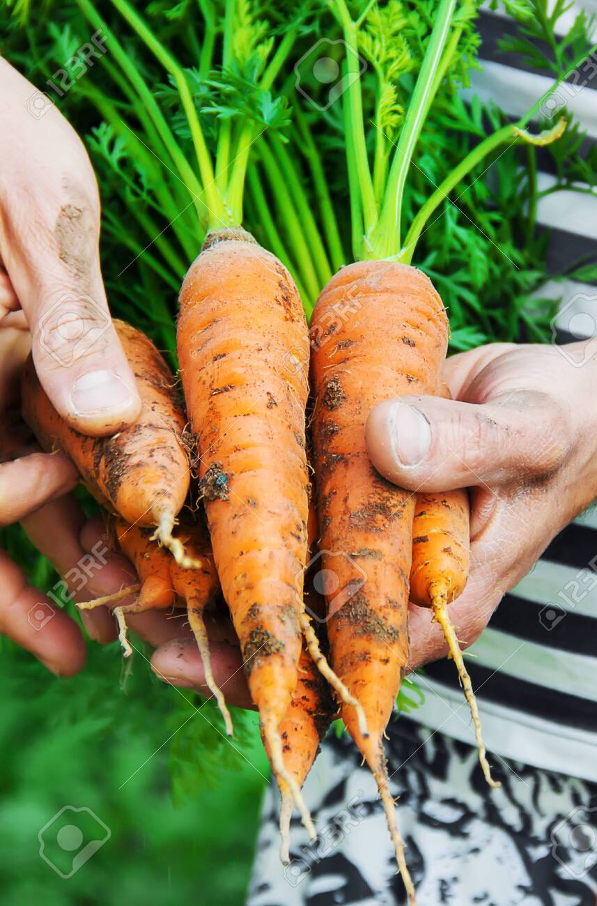 organic homemade vegetables in the hands of men. nature. - 122483444 organic homemade vegetables in the hands of men. nature. - 122483444